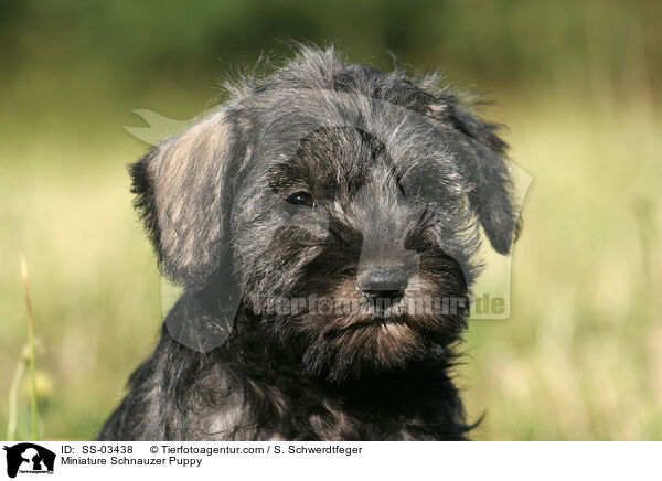 Zwergschnauzer Welpe / Miniature Schnauzer Puppy / SS-03438