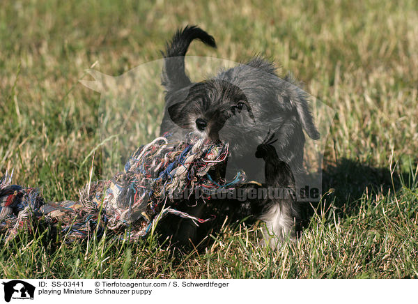 playing Miniature Schnauzer puppy / SS-03441