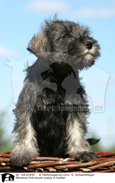 Zwergschnauzer Welpe im Krbchen / Miniature Schnauzer puppy in basket / SS-03444