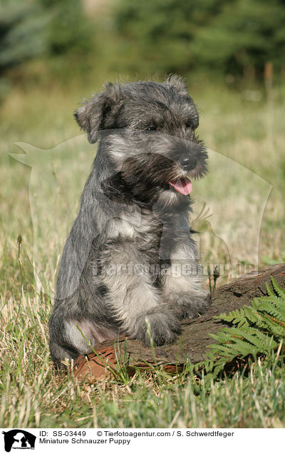 Zwergschnauzer Welpe / Miniature Schnauzer Puppy / SS-03449