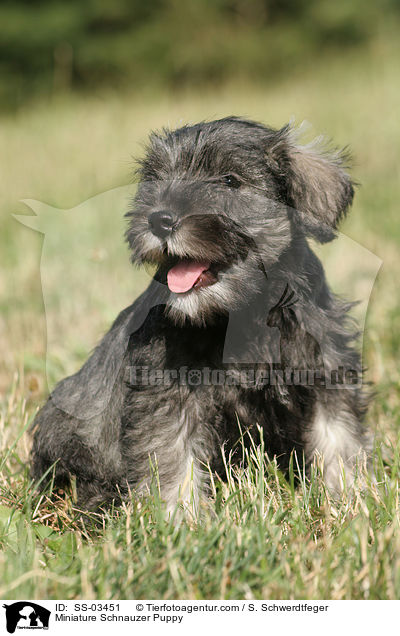 Zwergschnauzer Welpe / Miniature Schnauzer Puppy / SS-03451