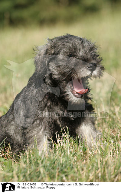 Zwergschnauzer Welpe / Miniature Schnauzer Puppy / SS-03452