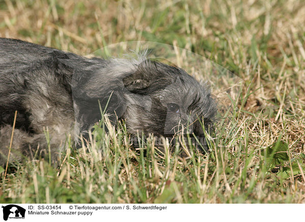 liegender Zwergschnauzer Welpe / Miniature Schnauzer puppy / SS-03454