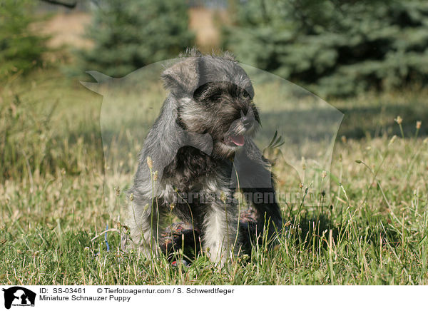 Zwergschnauzer Welpe / Miniature Schnauzer Puppy / SS-03461