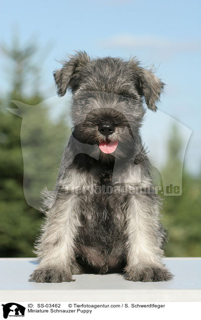 Miniature Schnauzer Puppy / SS-03462