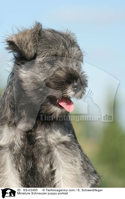 Miniature Schnauzer puppy portrait / SS-03465