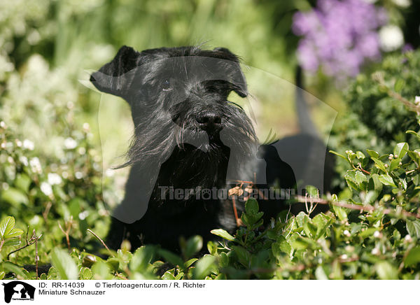 Miniature Schnauzer / RR-14039