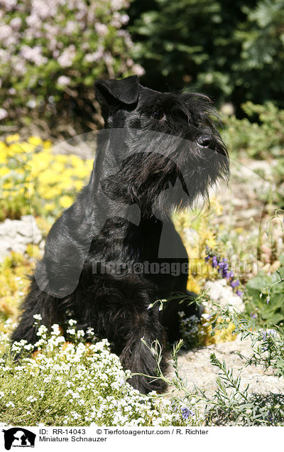 Zwergschnauzer / Miniature Schnauzer / RR-14043