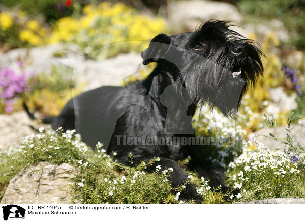 Zwergschnauzer / Miniature Schnauzer / RR-14045