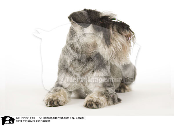 liegender Zwergschnauzer / lying miniature schnauzer / NN-01665