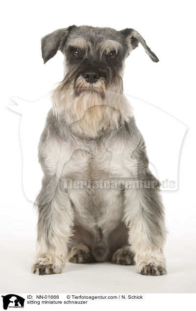 sitzender Zwergschnauzer / sitting miniature schnauzer / NN-01666