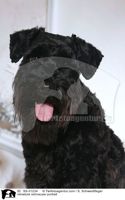 Zwergschnauzer Portrait / miniature schnauzer portrait / SS-31234