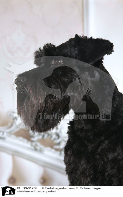Zwergschnauzer Portrait / miniature schnauzer portrait / SS-31236