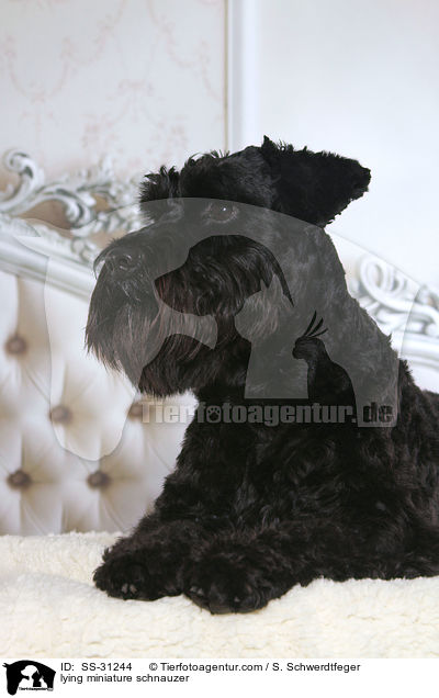 liegender Zwergschnauzer / lying miniature schnauzer / SS-31244