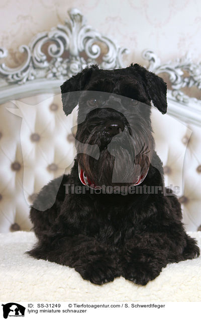 liegender Zwergschnauzer / lying miniature schnauzer / SS-31249
