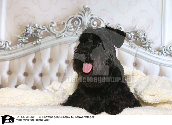 liegender Zwergschnauzer / lying miniature schnauzer / SS-31250