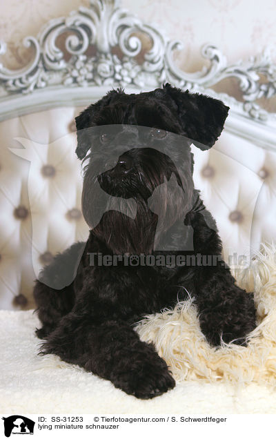 liegender Zwergschnauzer / lying miniature schnauzer / SS-31253