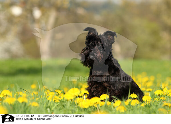 sitzender Zwergschnauzer / sitting Miniature Schnauzer / JH-19042