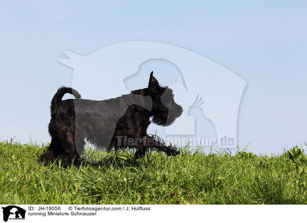 rennender Zwergschnauzer / running Miniature Schnauzer / JH-19056