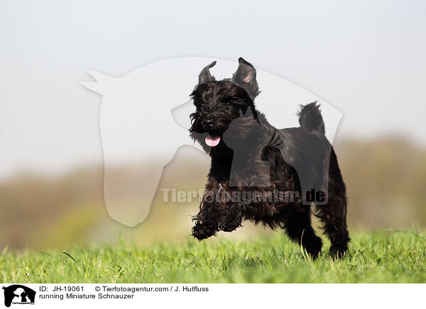 running Miniature Schnauzer / JH-19061