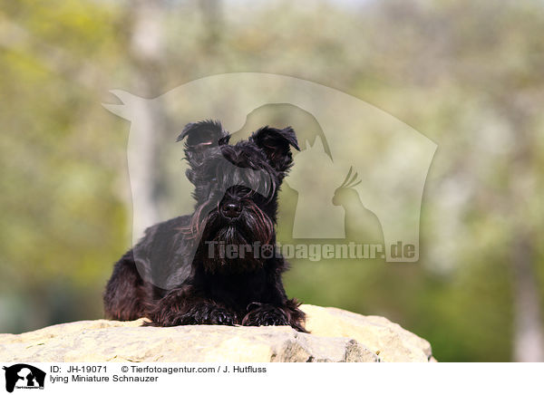 liegender Zwergschnauzer / lying Miniature Schnauzer / JH-19071