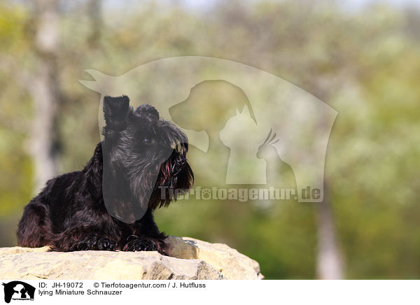 liegender Zwergschnauzer / lying Miniature Schnauzer / JH-19072