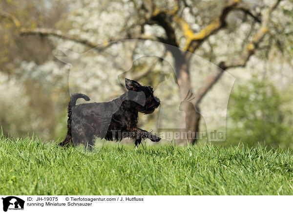rennender Zwergschnauzer / running Miniature Schnauzer / JH-19075