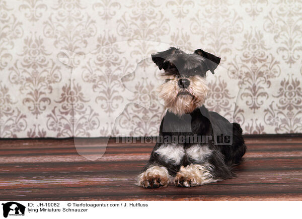 liegender Zwergschnauzer / lying Miniature Schnauzer / JH-19082