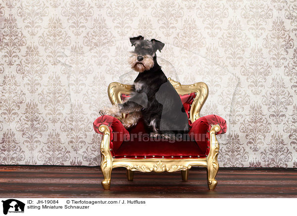 sitzender Zwergschnauzer / sitting Miniature Schnauzer / JH-19084