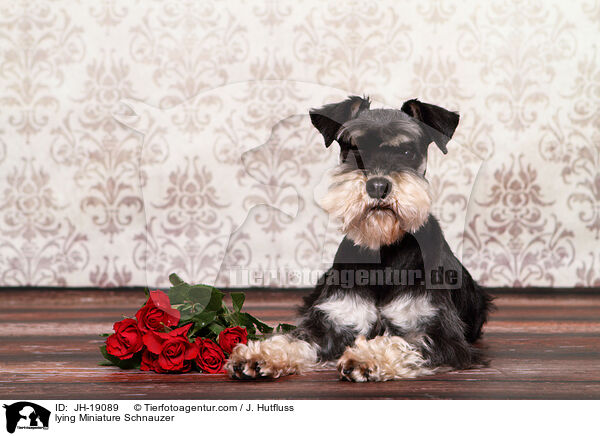 liegender Zwergschnauzer / lying Miniature Schnauzer / JH-19089