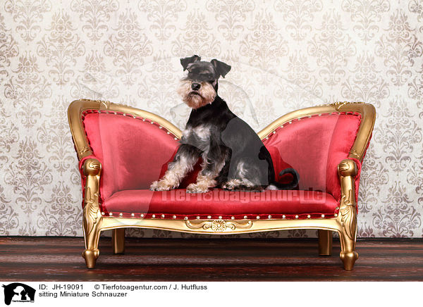 sitzender Zwergschnauzer / sitting Miniature Schnauzer / JH-19091