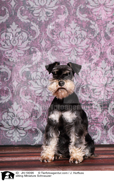 sitzender Zwergschnauzer / sitting Miniature Schnauzer / JH-19096