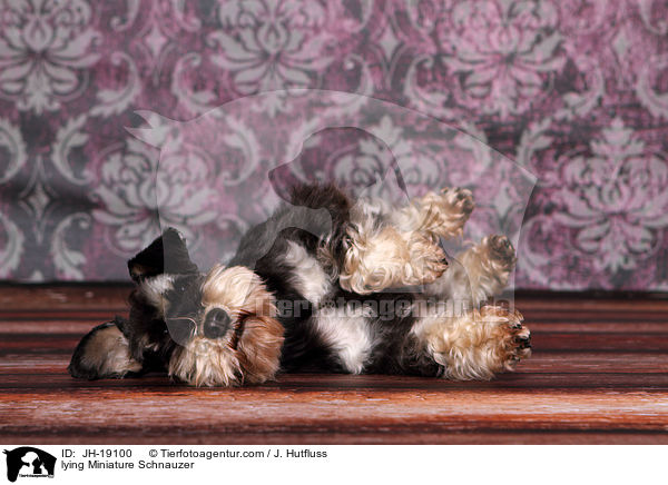 liegender Zwergschnauzer / lying Miniature Schnauzer / JH-19100