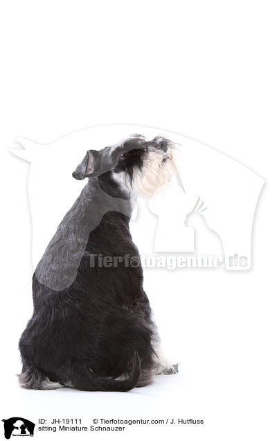 sitzender Zwergschnauzer / sitting Miniature Schnauzer / JH-19111