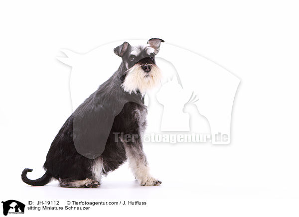 sitzender Zwergschnauzer / sitting Miniature Schnauzer / JH-19112