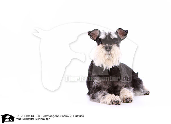 liegender Zwergschnauzer / lying Miniature Schnauzer / JH-19113