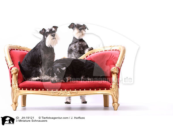 3 Zwergschnauzer / 3 Miniature Schnauzers / JH-19121