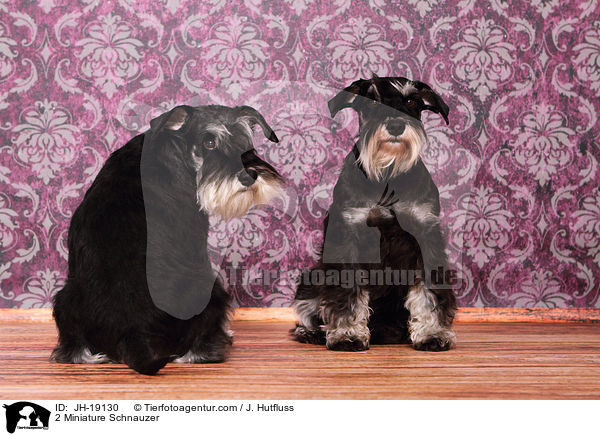 2 Zwergschnauzer / 2 Miniature Schnauzer / JH-19130