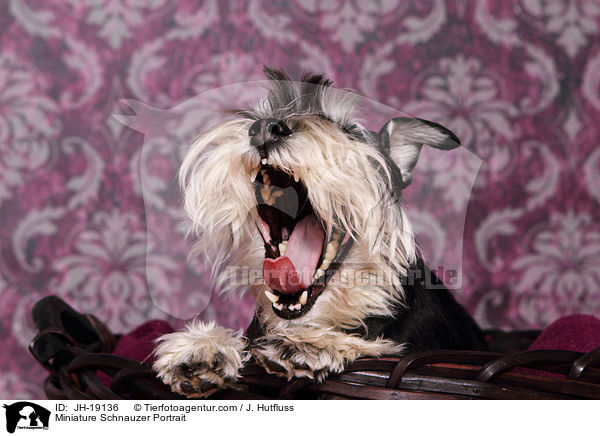 Zwergschnauzer Portrait / Miniature Schnauzer Portrait / JH-19136