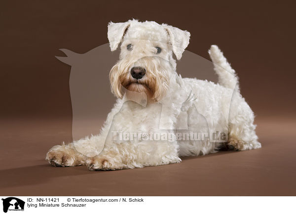 liegender Zwergschnauzer / lying Miniature Schnauzer / NN-11421