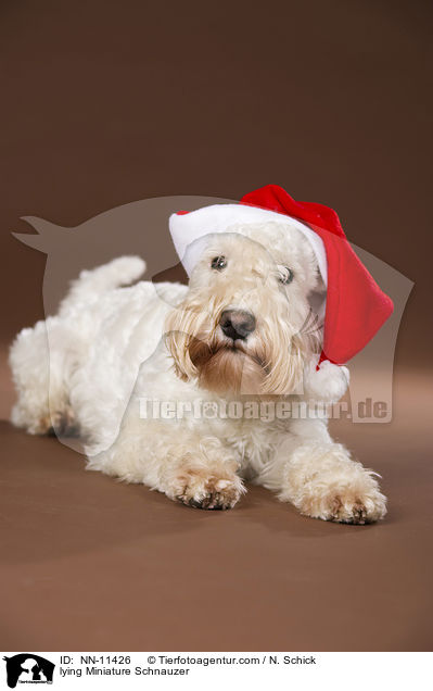liegender Zwergschnauzer / lying Miniature Schnauzer / NN-11426