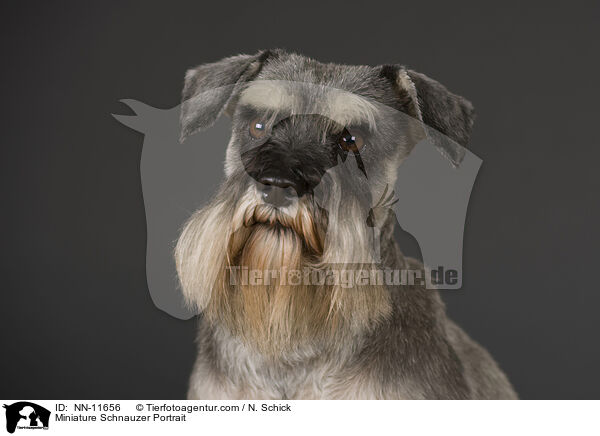 Zwergschnauzer Portrait / Miniature Schnauzer Portrait / NN-11656