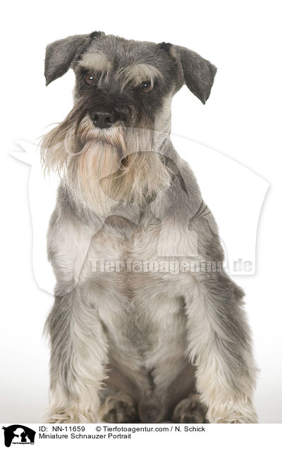 Zwergschnauzer Portrait / Miniature Schnauzer Portrait / NN-11659