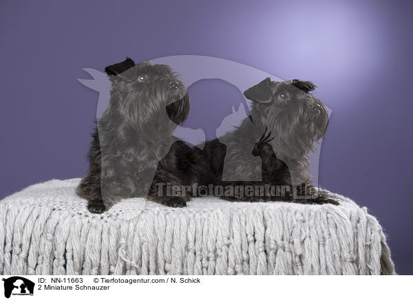 2 Zwergschnauzer / 2 Miniature Schnauzer / NN-11663