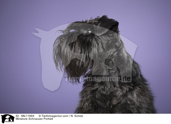 Zwergschnauzer Portrait / Miniature Schnauzer Portrait / NN-11664