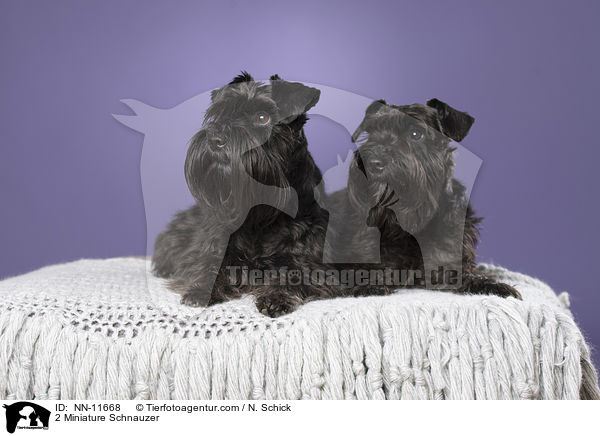2 Zwergschnauzer / 2 Miniature Schnauzer / NN-11668