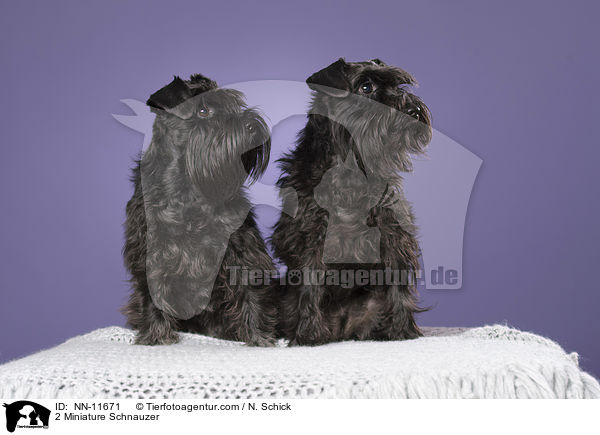 2 Zwergschnauzer / 2 Miniature Schnauzer / NN-11671