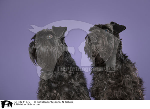 2 Zwergschnauzer / 2 Miniature Schnauzer / NN-11672