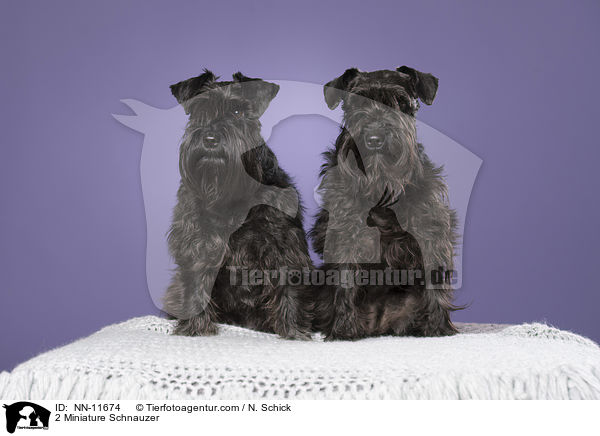 2 Zwergschnauzer / 2 Miniature Schnauzer / NN-11674