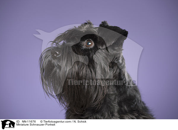 Zwergschnauzer Portrait / Miniature Schnauzer Portrait / NN-11676